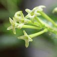 夜來香花期|夜來香(夜香花):形態特徵,產地生境,生長習性,繁殖方式,栽培技術,。